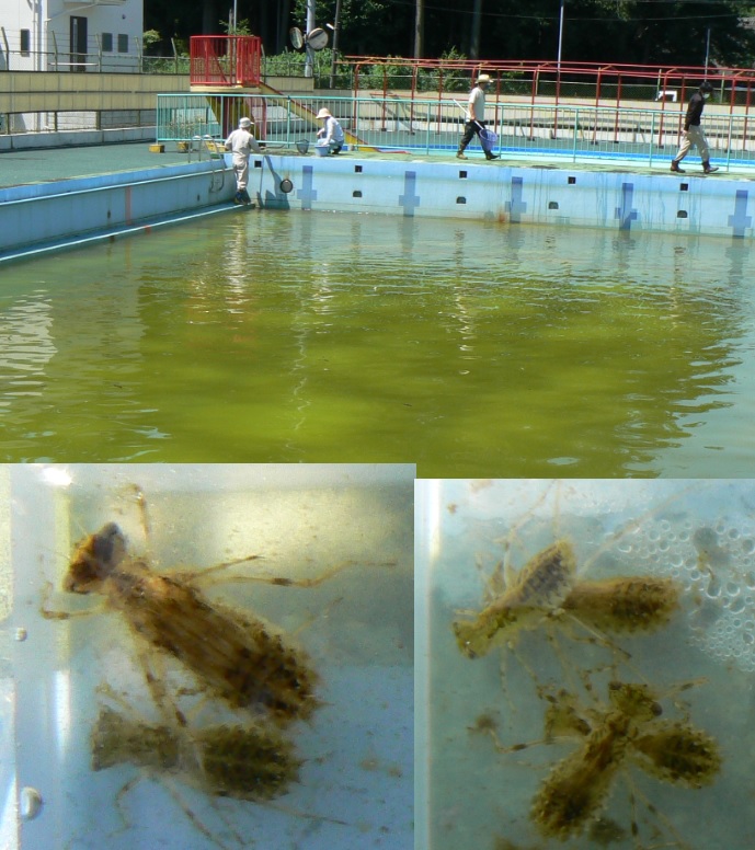 25mプールで生き物調査_アキアカネのヤゴ_2021年6月9日10時頃 気温30度